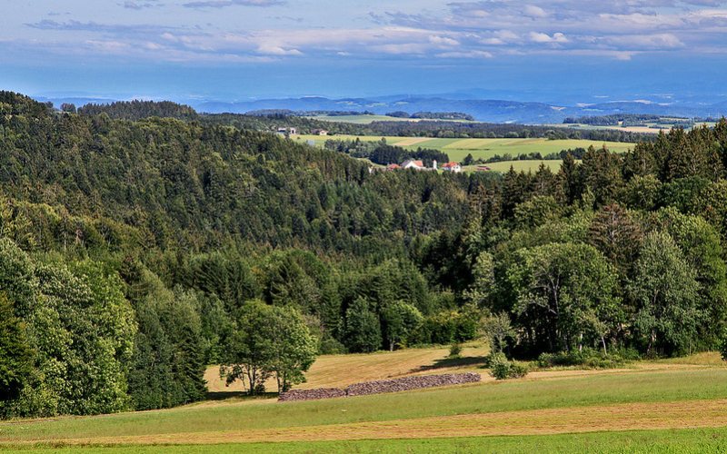 Huge black forest covered with green trees all around.