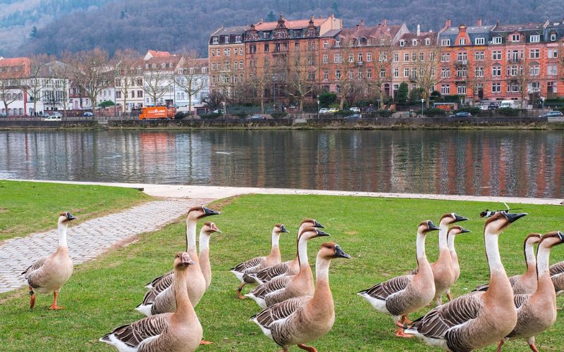 Heidelberg , Germany